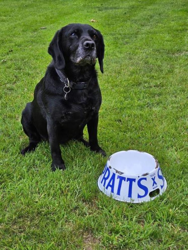 Spratt's Edwardian Large Blue and White Enamel Dog Bowl - Image 6