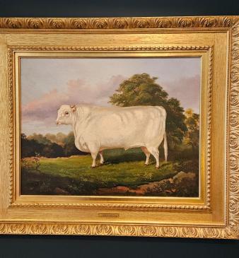 Victorian Oil on Canvas Painting of A Short Horn By A M Gauci
