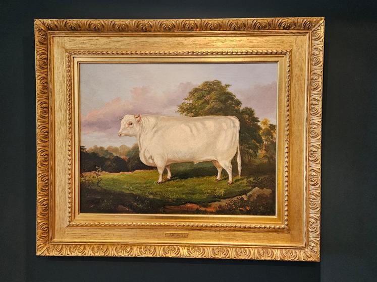 Victorian Oil on Canvas Painting of A Short Horn By A M Gauci - Image 9