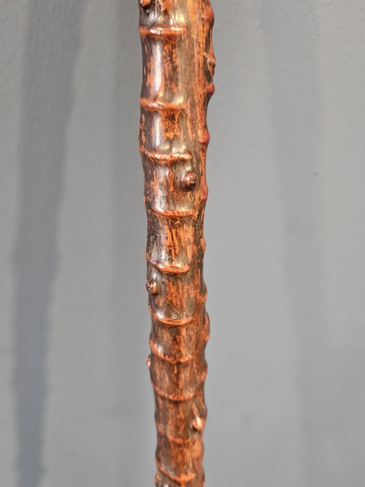 Edwardian Blackthorn Dog Head Walking Stick  - Image 3
