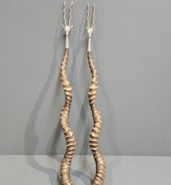 Pair of Victorian Silver Mounted Antelope Horn Toasting Forks