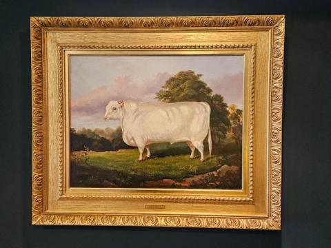 Antique Victorian Oil on Canvas Painting of A Short Horn By A M Gauci at Sturmans Antiques painting for sale